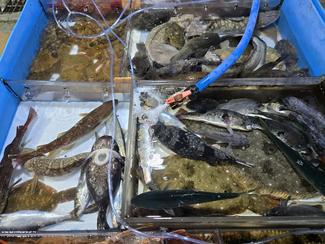 (Du lịch 3) Cảng Dongmyeong Sokcho