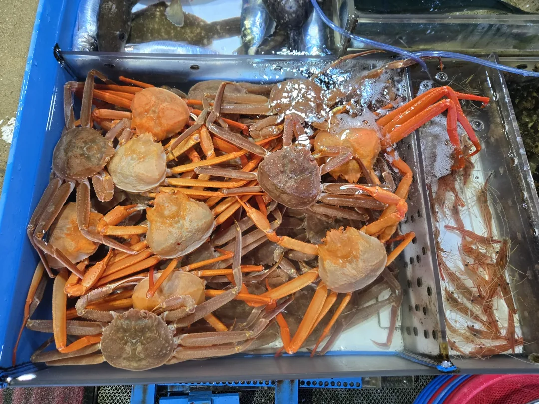 (Du lịch 3) Cảng Dongmyeong Sokcho