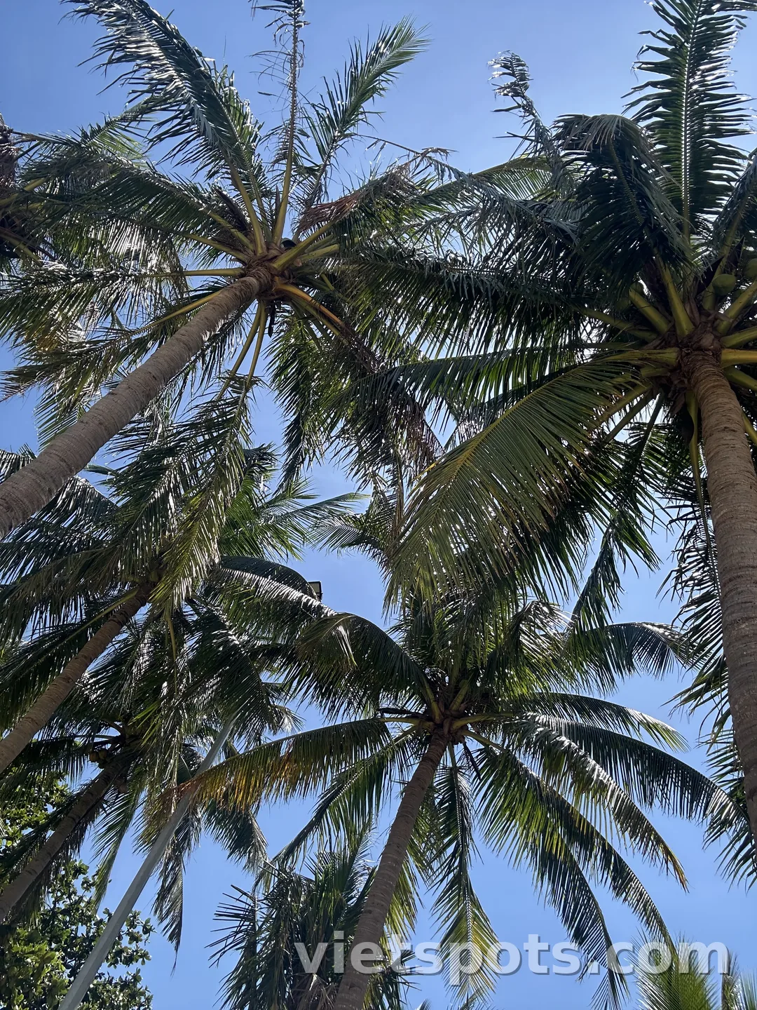 🌊꾸라오참(Cù Lao Chàm)은 진짜 한 번쯤 가볼 만한 곳! 💙