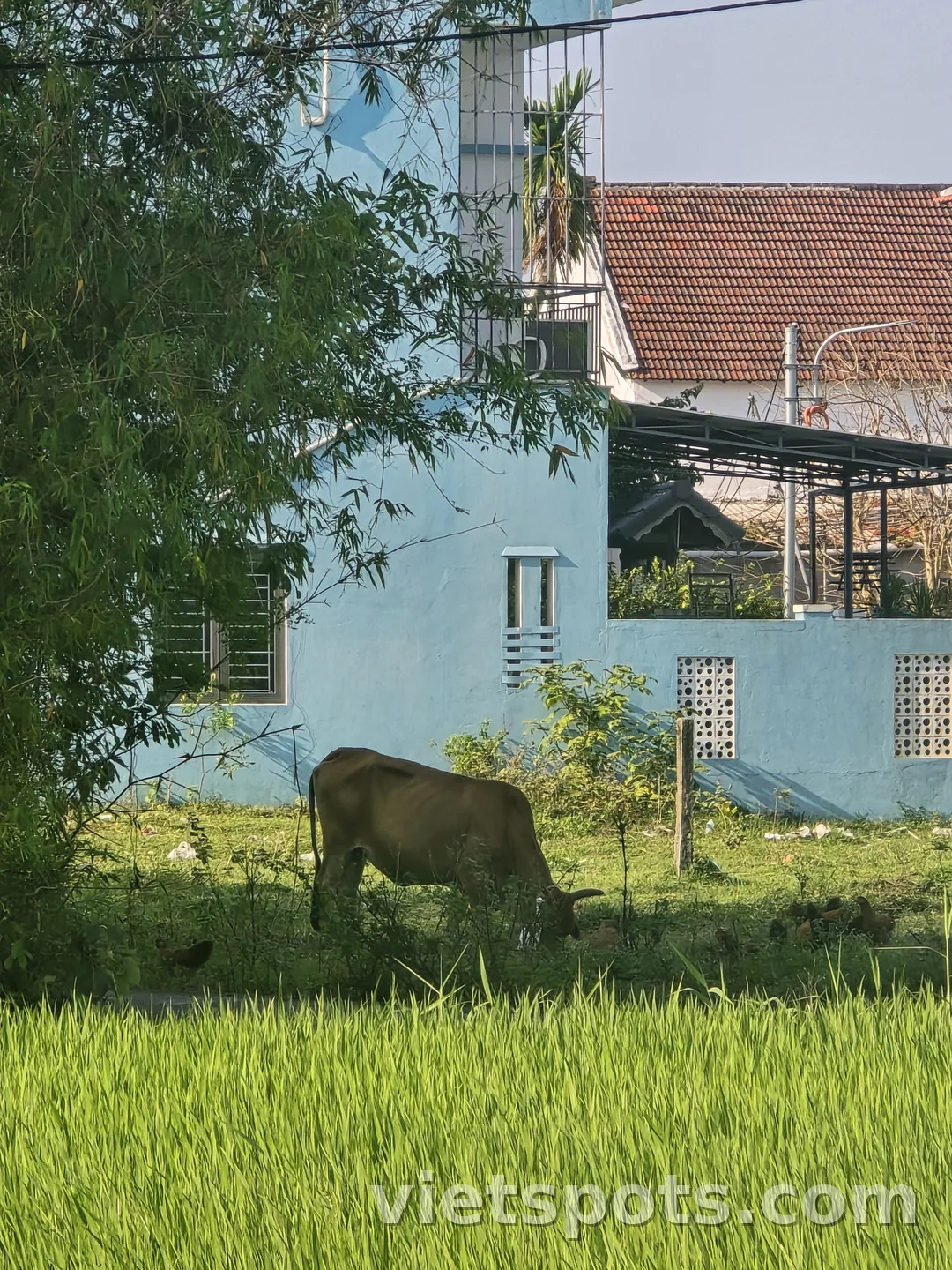 🇻🇳 Old Rice Field / Cà phê & Brunch