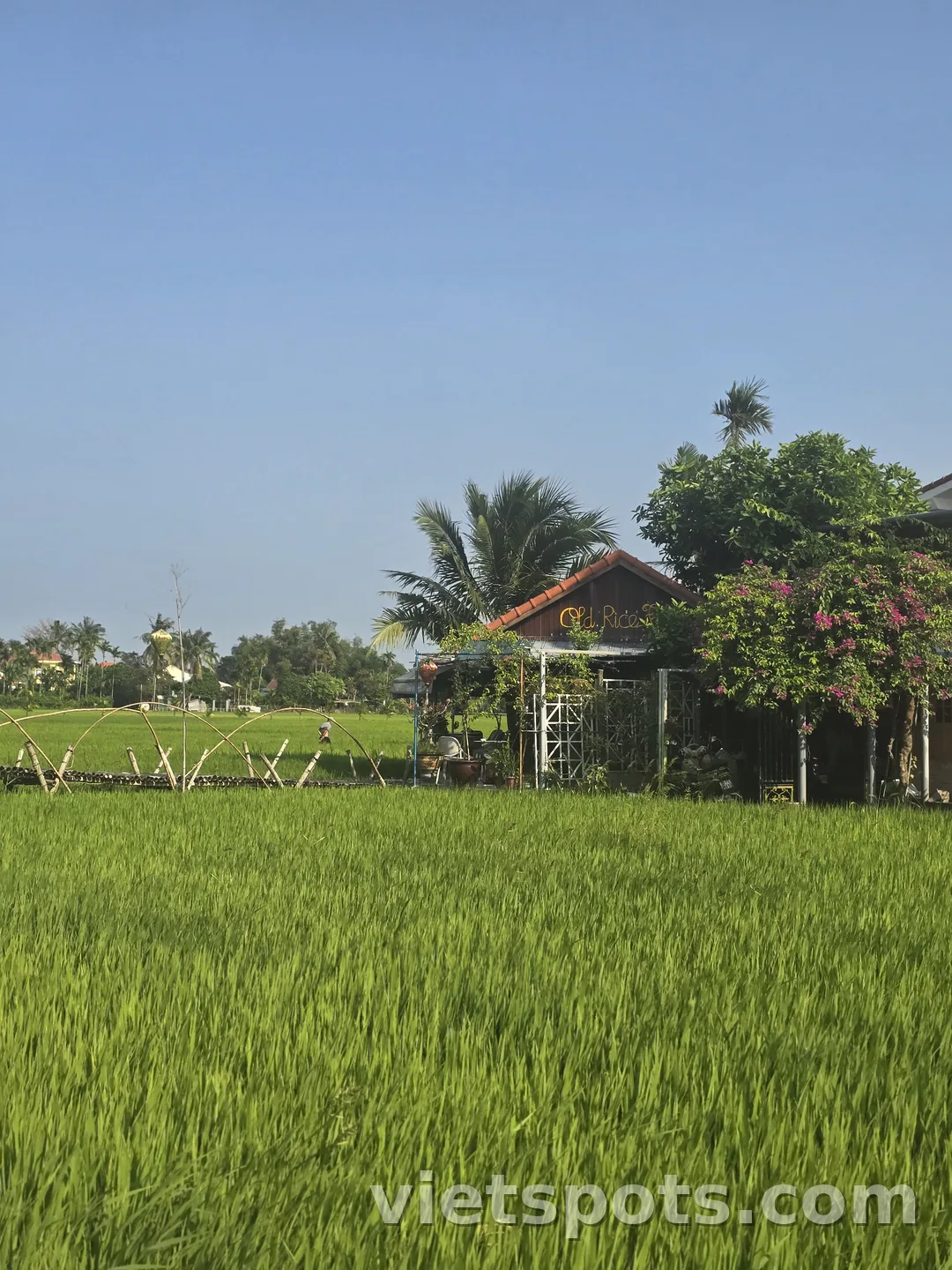 🇻🇳 Old Rice Field / Cà phê & Brunch