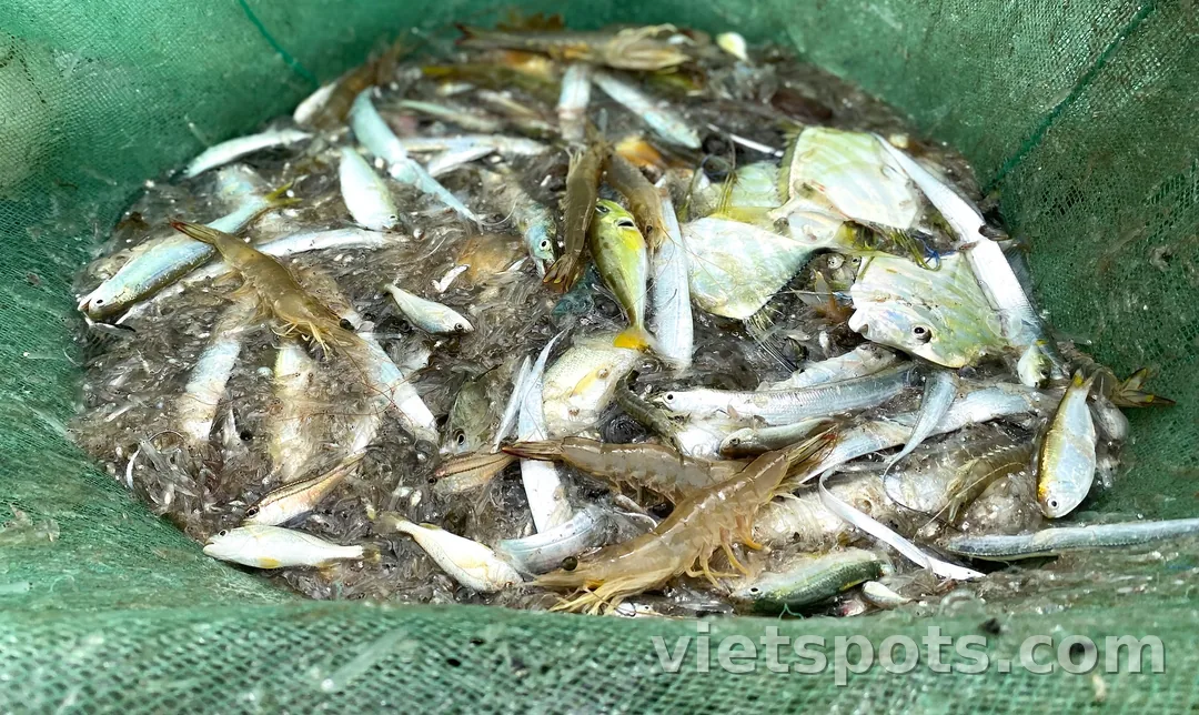 Trải nghiệm kéo lưới rùng, cảm nhận hơi thở của biển tại biển Mân Thái