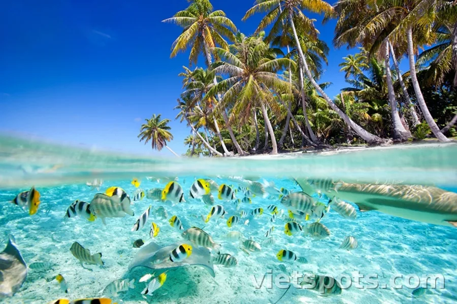 Tour Cù Lao Chàm (đón tại cảng)