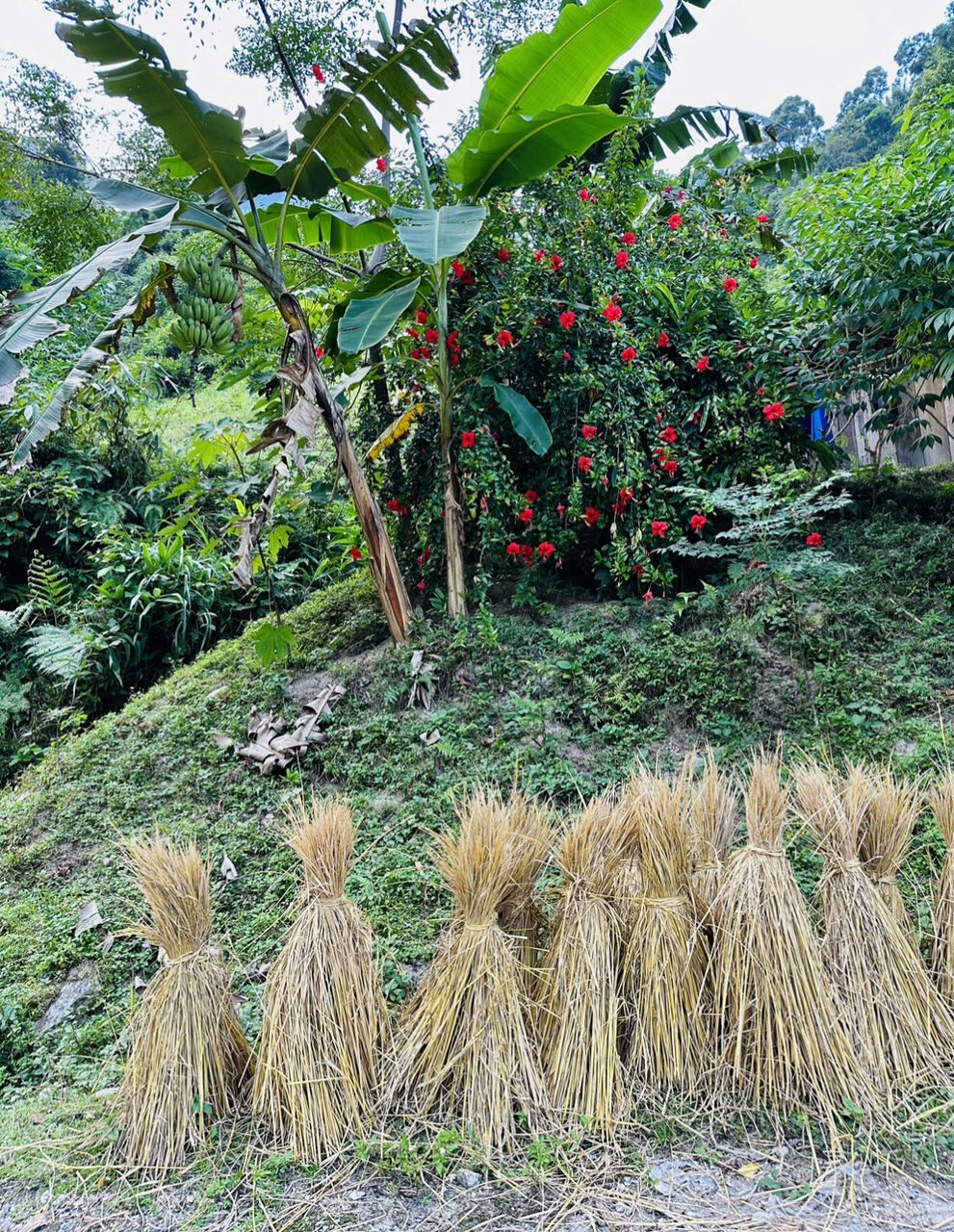 IMG_8016