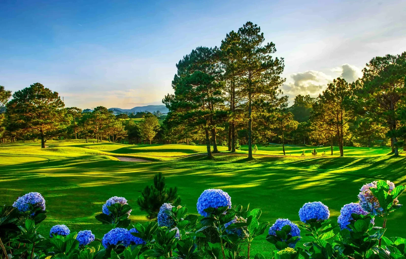Fairway sân Dalat Palace giữa rừng thông, tiền cảnh là một khóm cẩm tú cầu đang nở hoa xanh tím