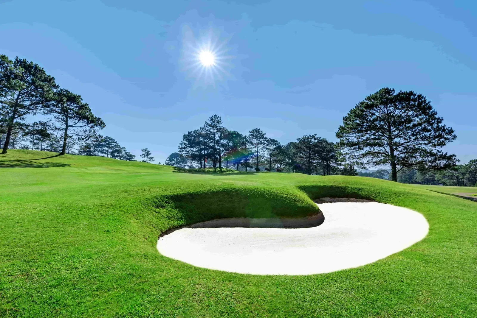 Một bẫy cát trắng miệng tròn trước green ở sân Dalat Palace, xung quanh là thông ba lá dưới nắng trong