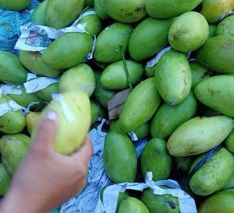 Xoài xanh (nguyên trái) kg