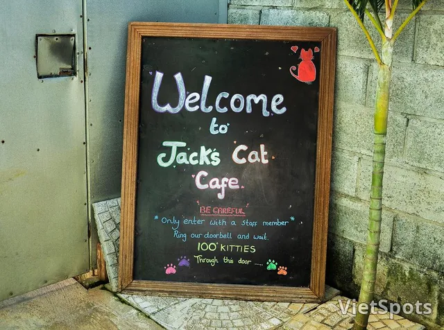 Jack's Cat Cafe Hoi An – Drink coffee and meet rescued cats