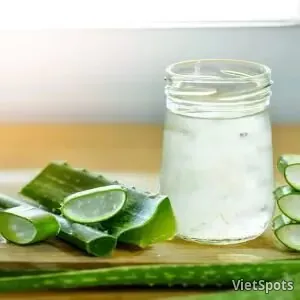 Nha đam mũ trôm