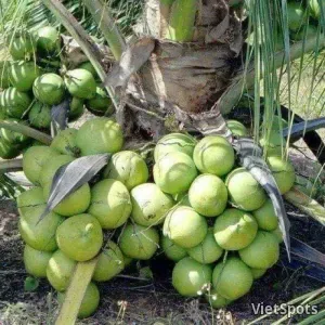 น้ำมะพร้าว