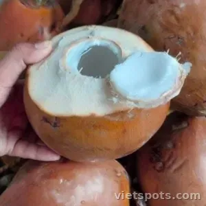 Dừa Xiêm Nguyên Trái